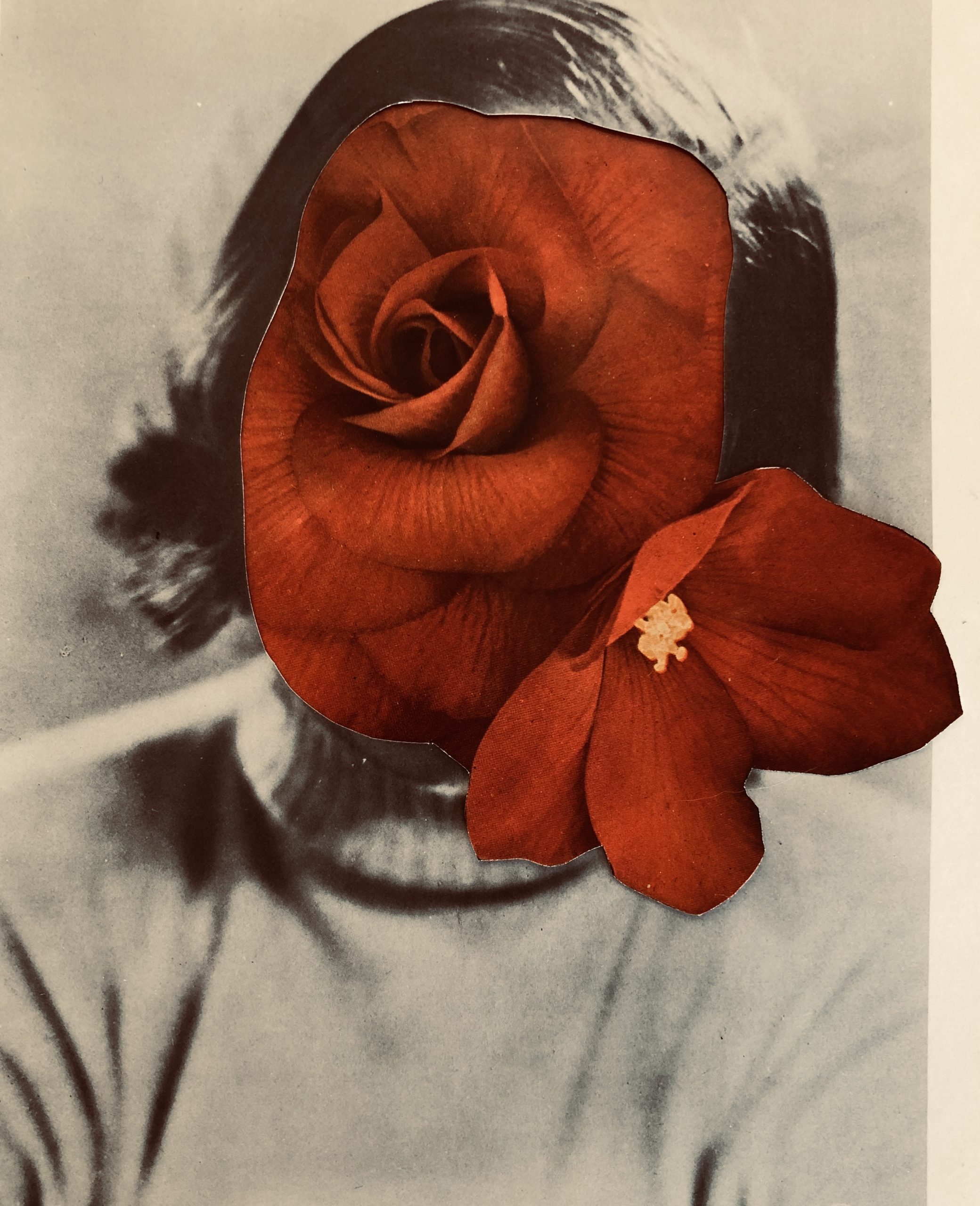 Animal, Mineral, Vegetable, 2019, collage, 200mm x 300mm