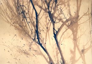 Opanuku Stream - Manuka Cyanotype (Another Ghost)