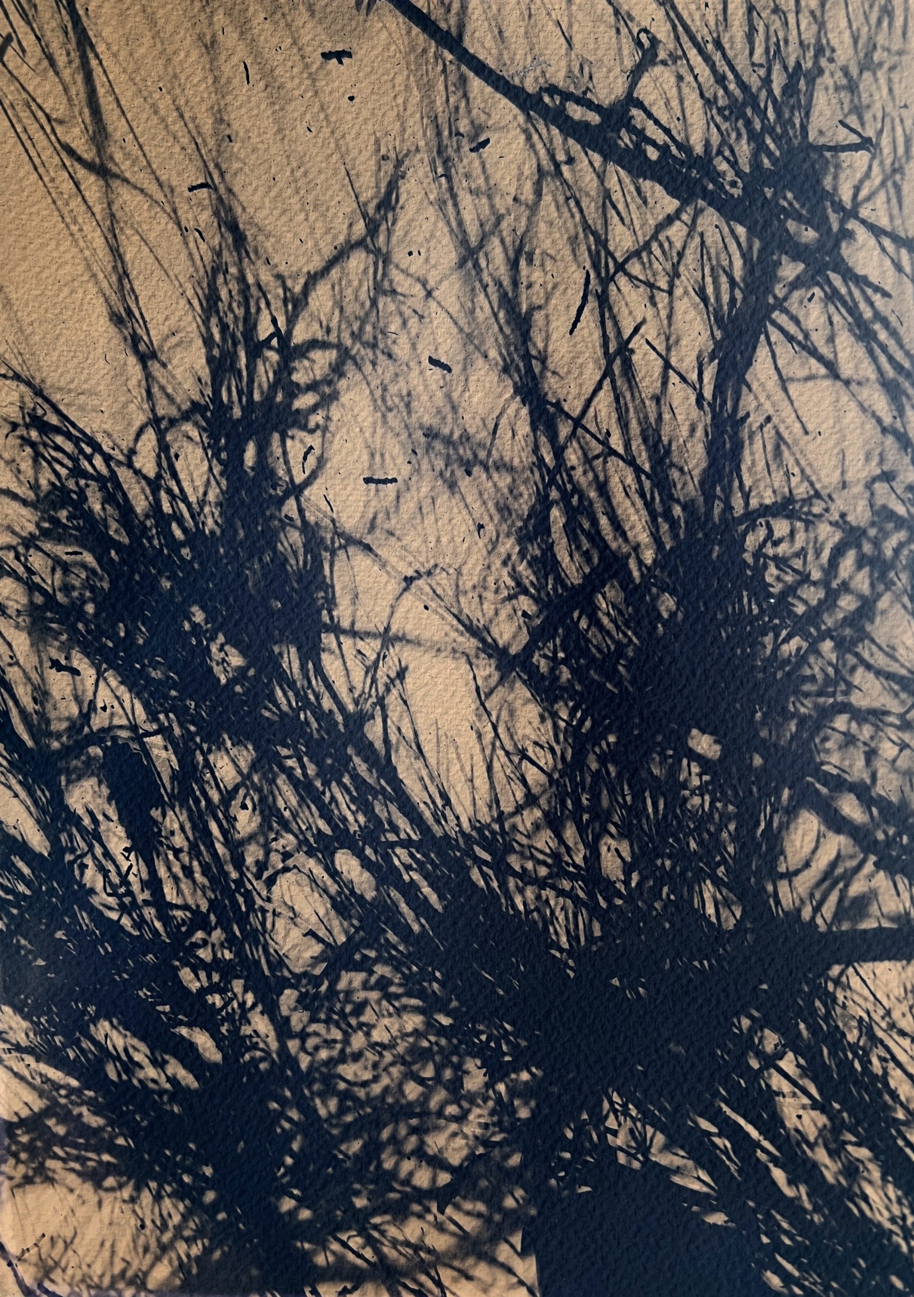 Opanuku Stream Manuka, 2025, digitised cyanotype verso, 300mm x 200mm