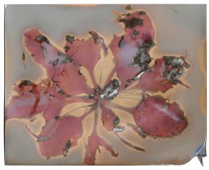 Rizosphere - Plantain Lumen Print