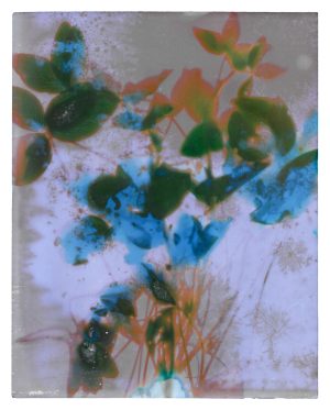 Rizosphere - Red Clover Lumen Print