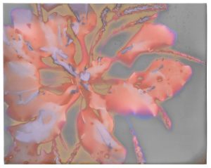 Hyperaccumulator  - Wide Leaf Plantain
